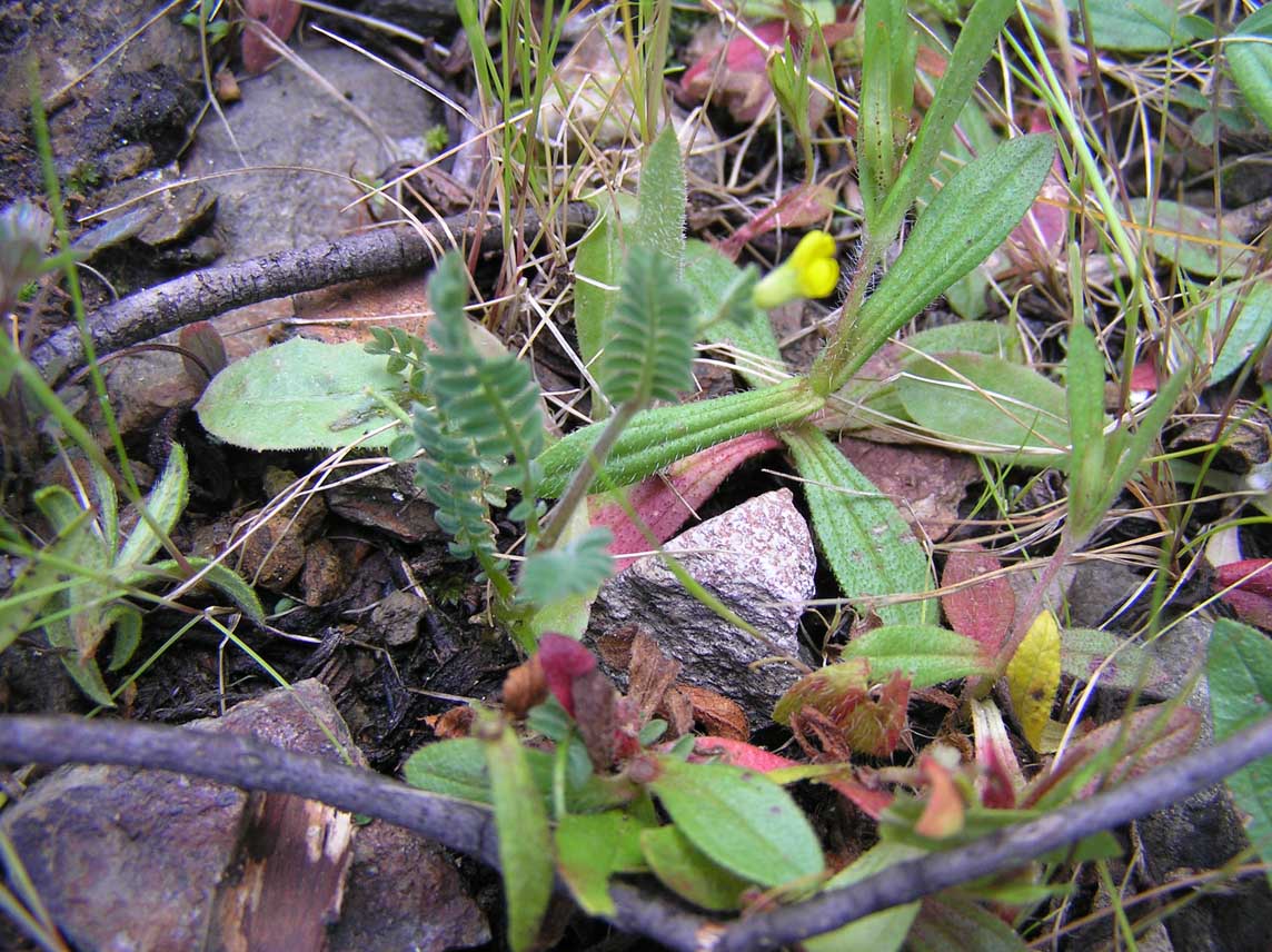 Hippocrepis biflora ? no, Ornithopus compressus